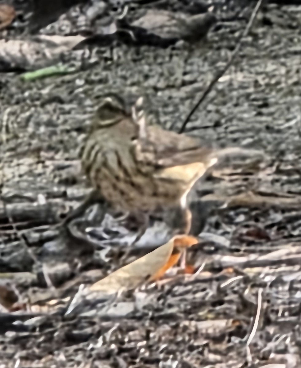 Louisiana Waterthrush - ML638954793