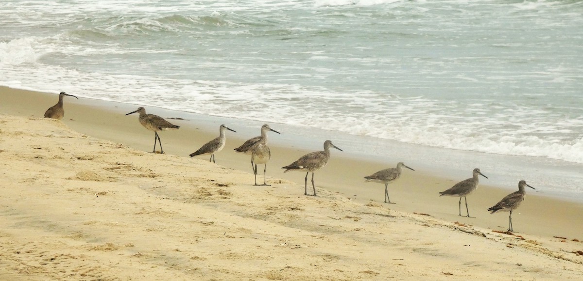 Willet - ML638954794