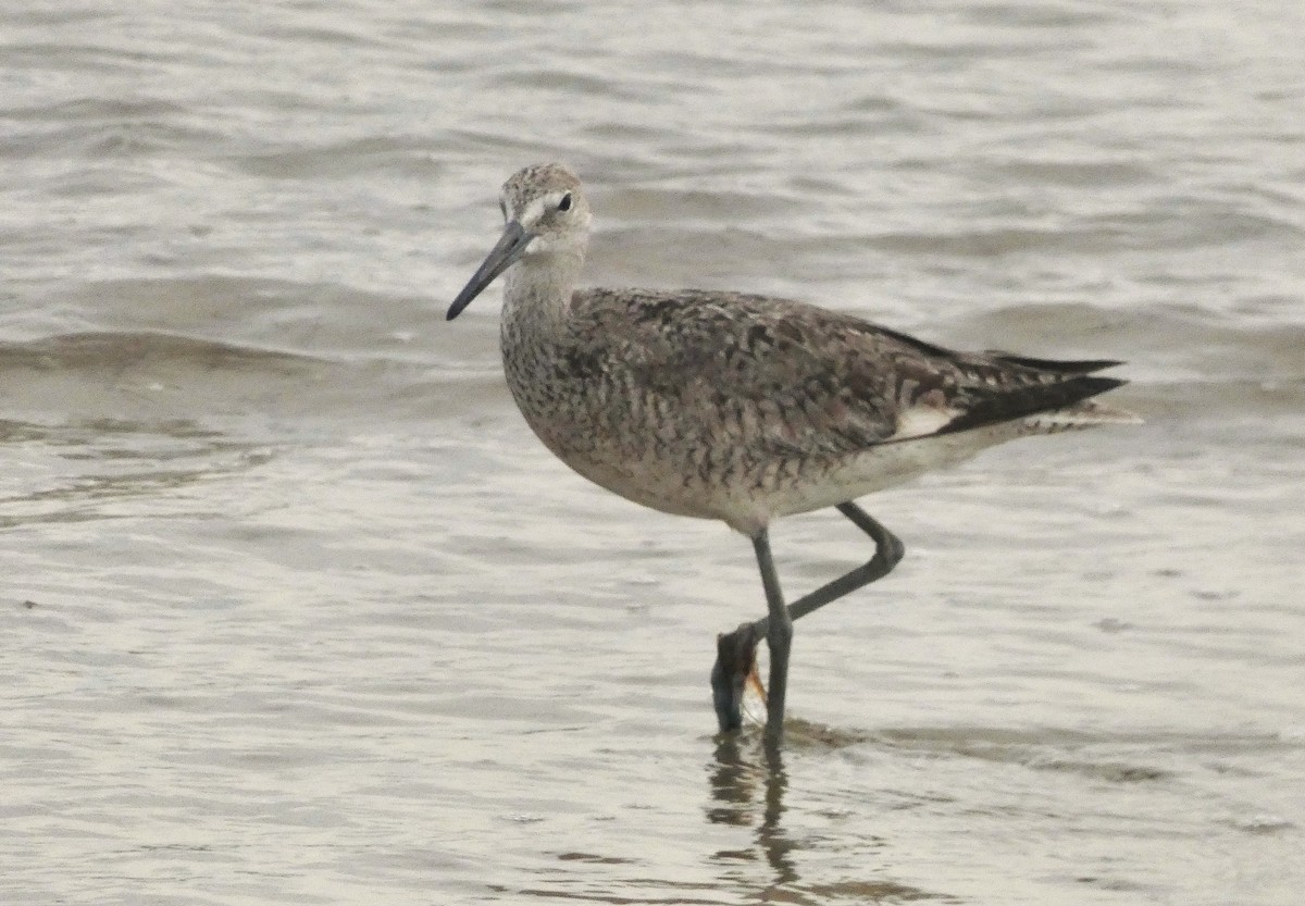 Willet - ML638954795