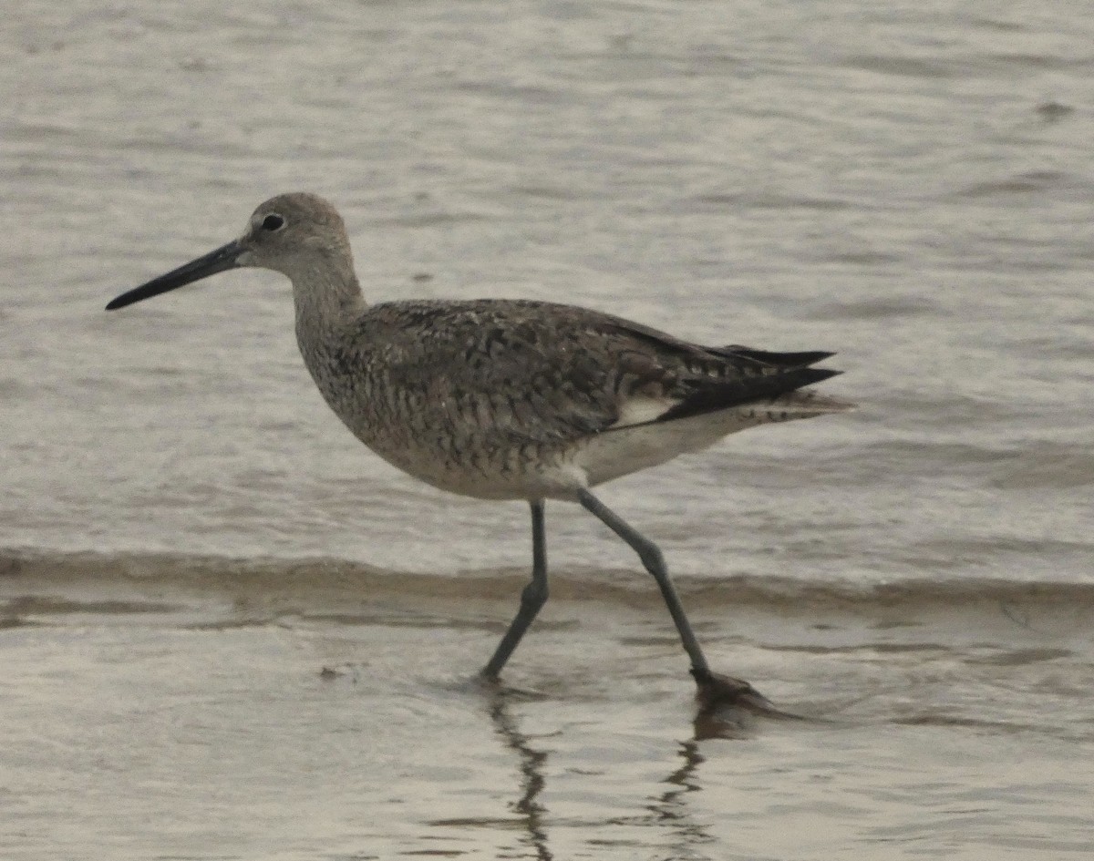 Willet - ML638954796