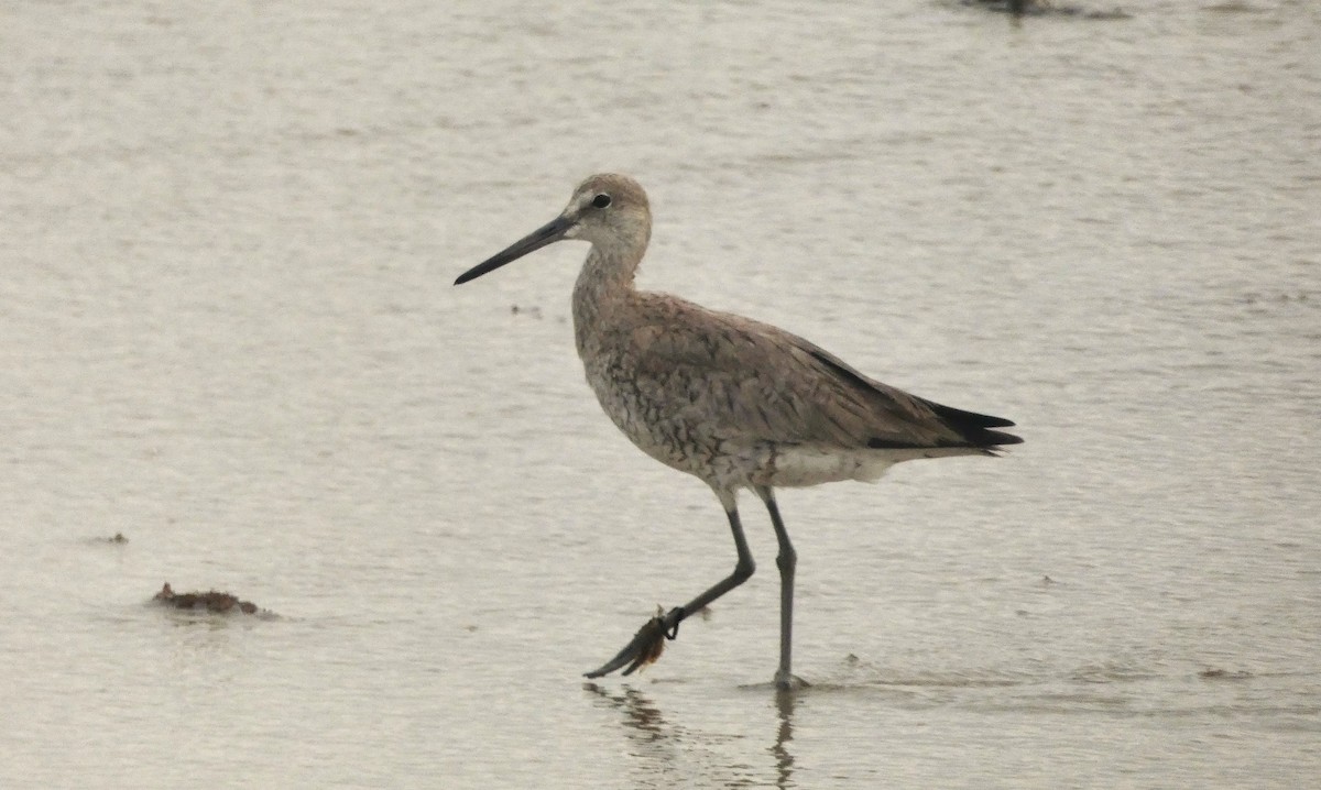 Willet - ML638954797
