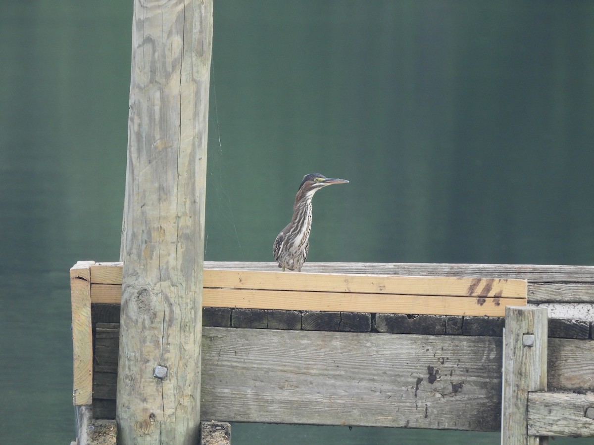 Green Heron - ML638954798