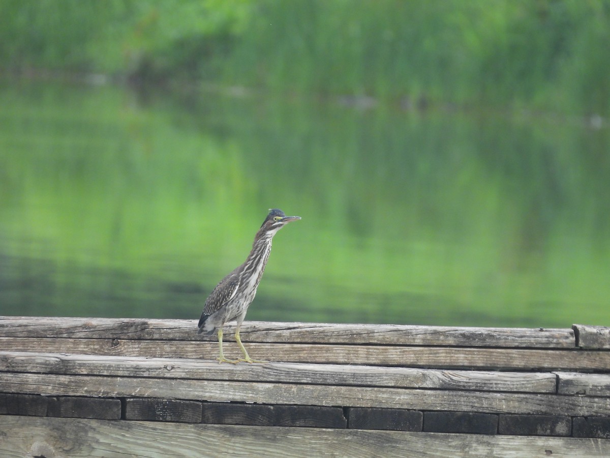 Green Heron - ML638954800