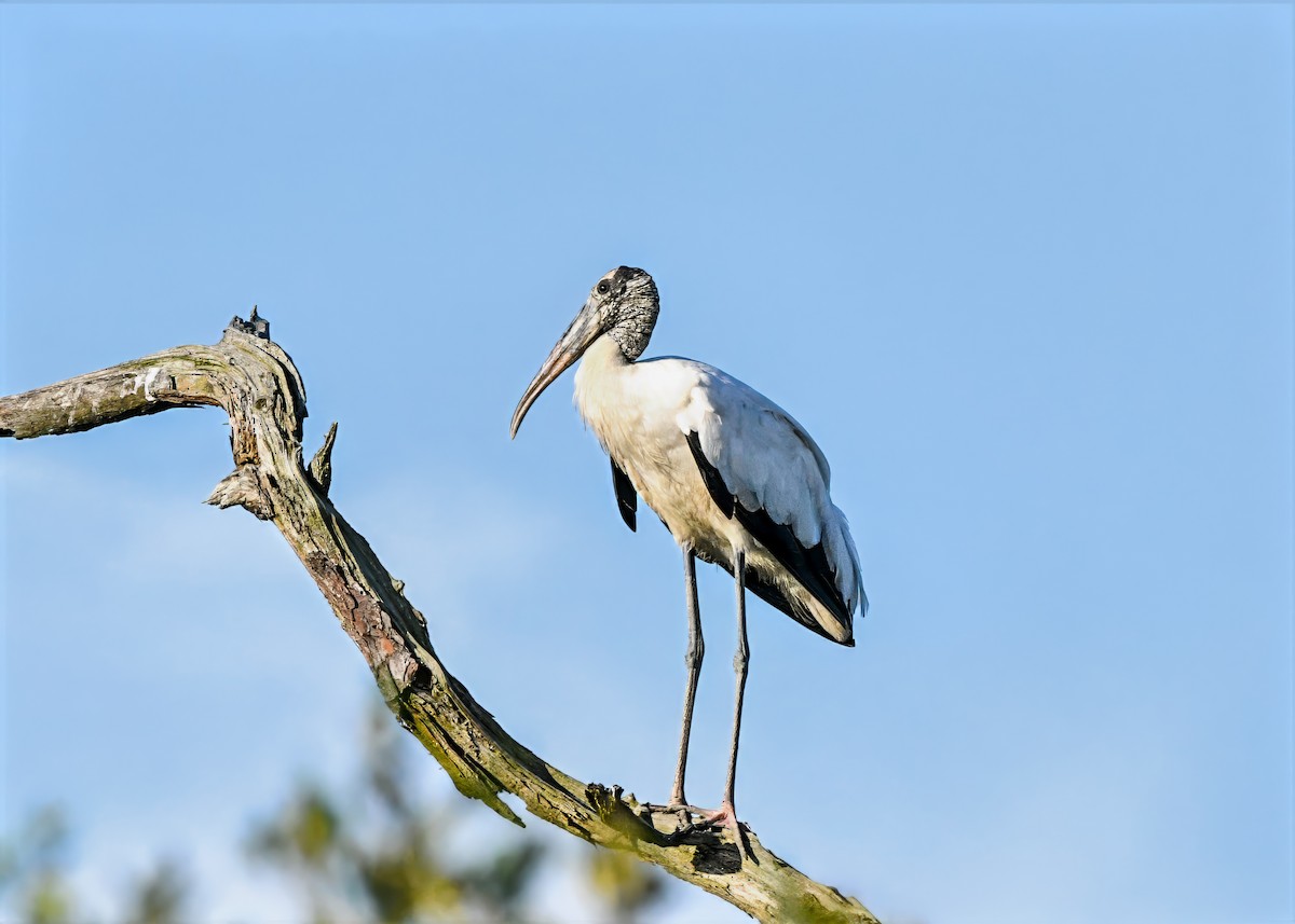 Wood Stork - ML638954802