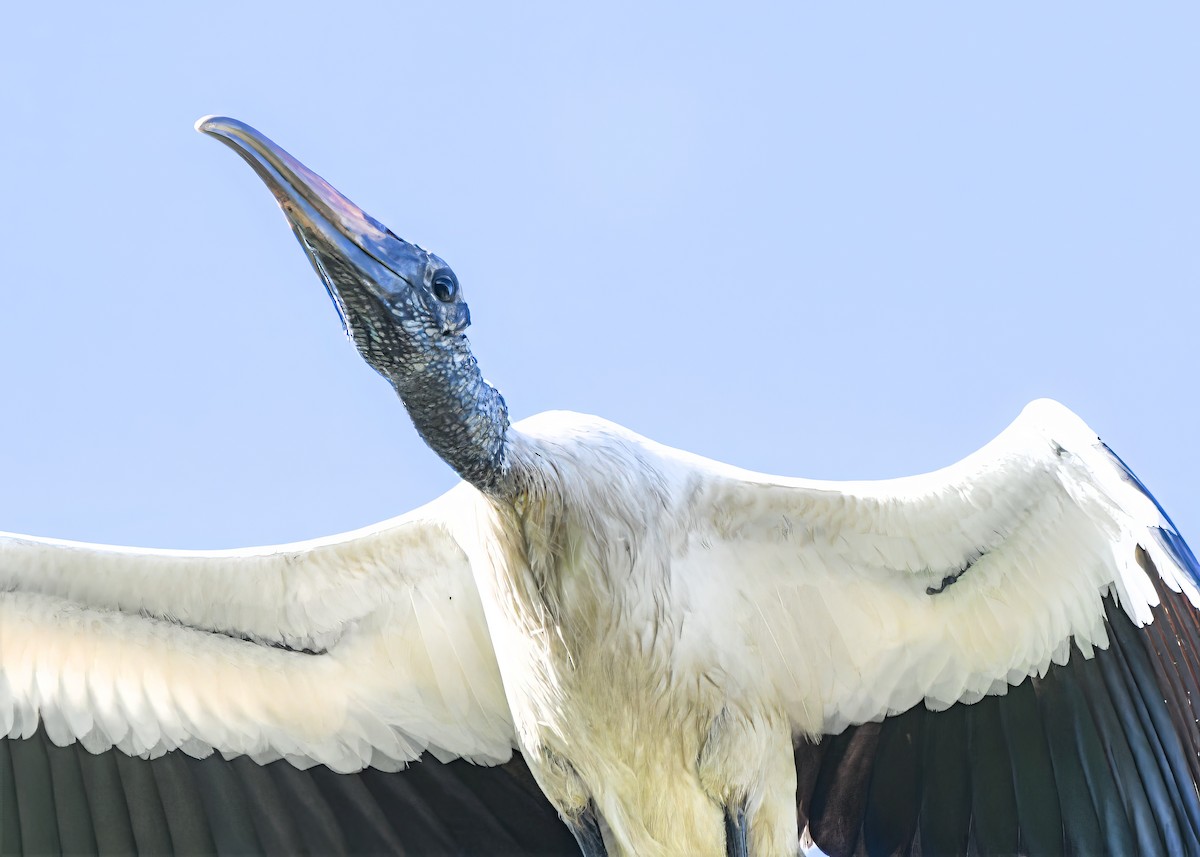 Wood Stork - ML638954803