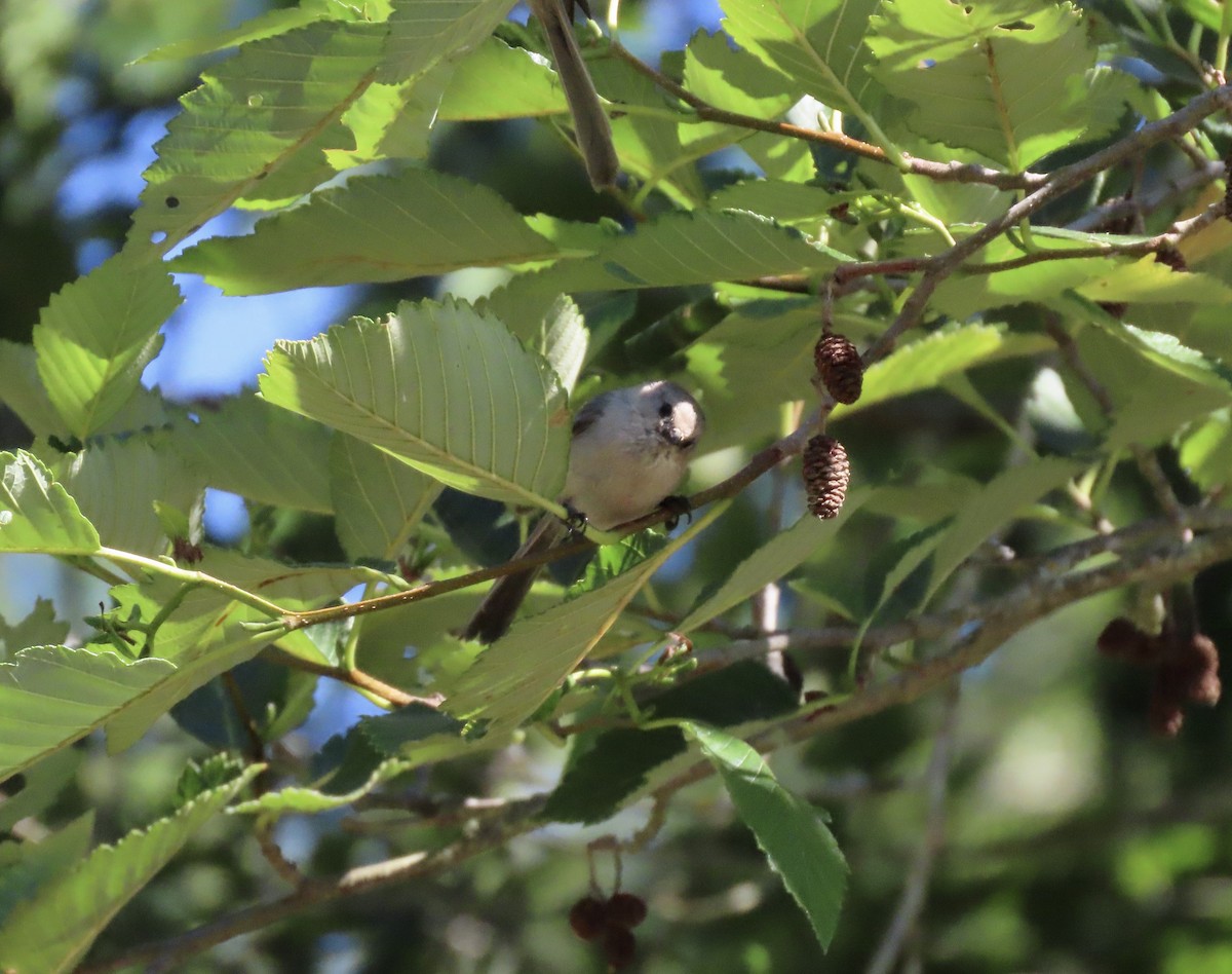 Bushtit - ML638954807