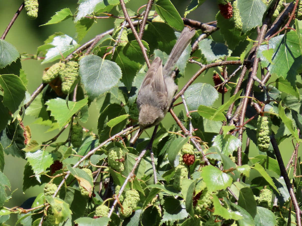 Bushtit - ML638954808