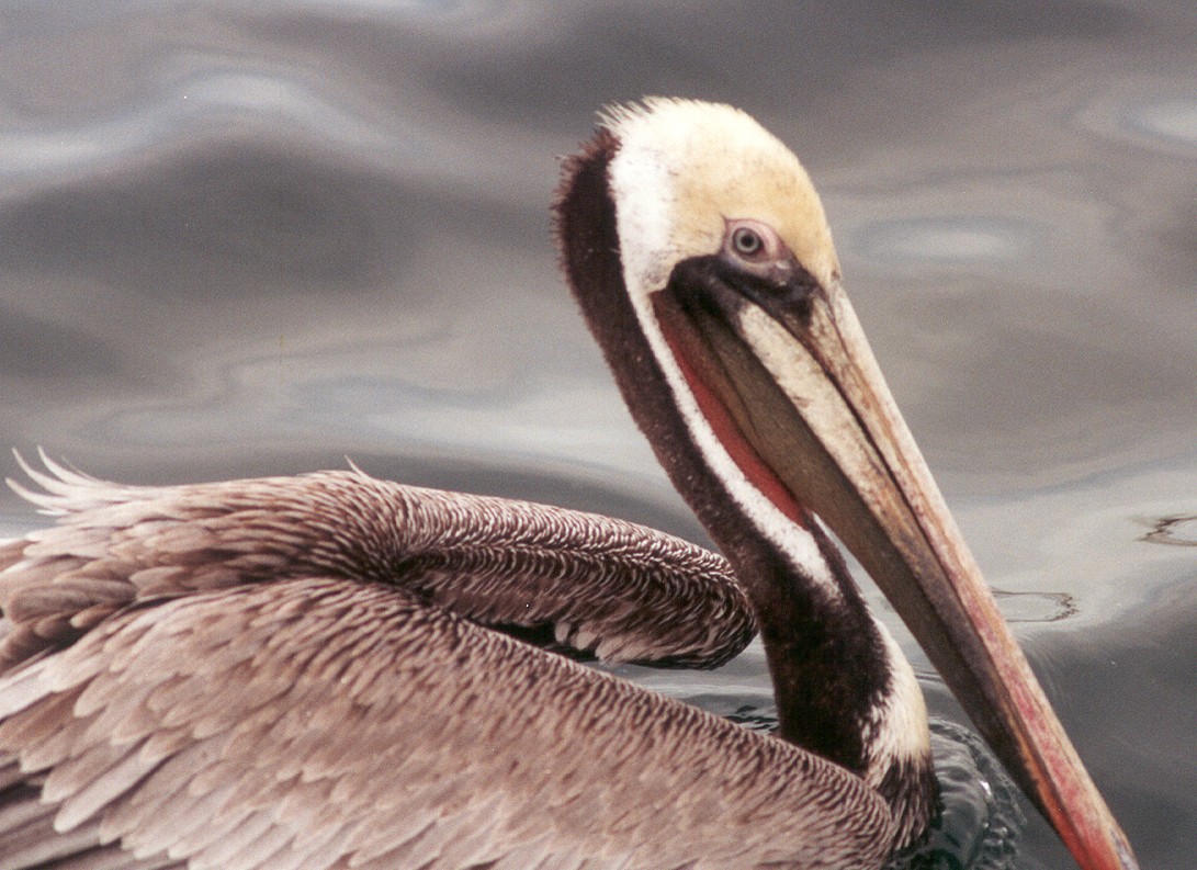 Brown Pelican - ML638954810