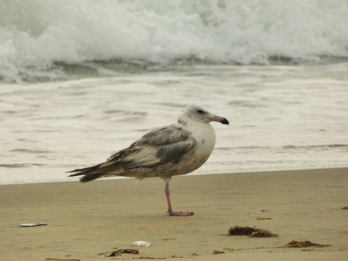 American Herring Gull - ML638954833