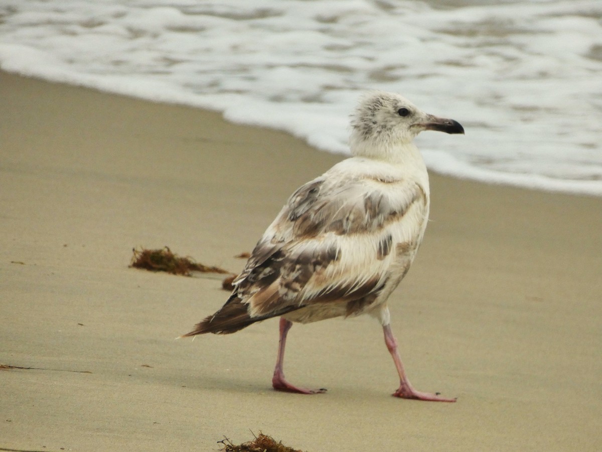 American Herring Gull - ML638954834