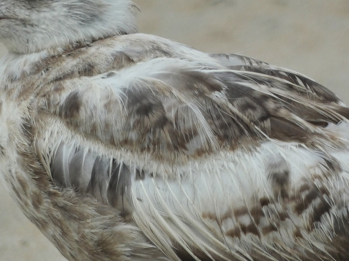 American Herring Gull - ML638954836