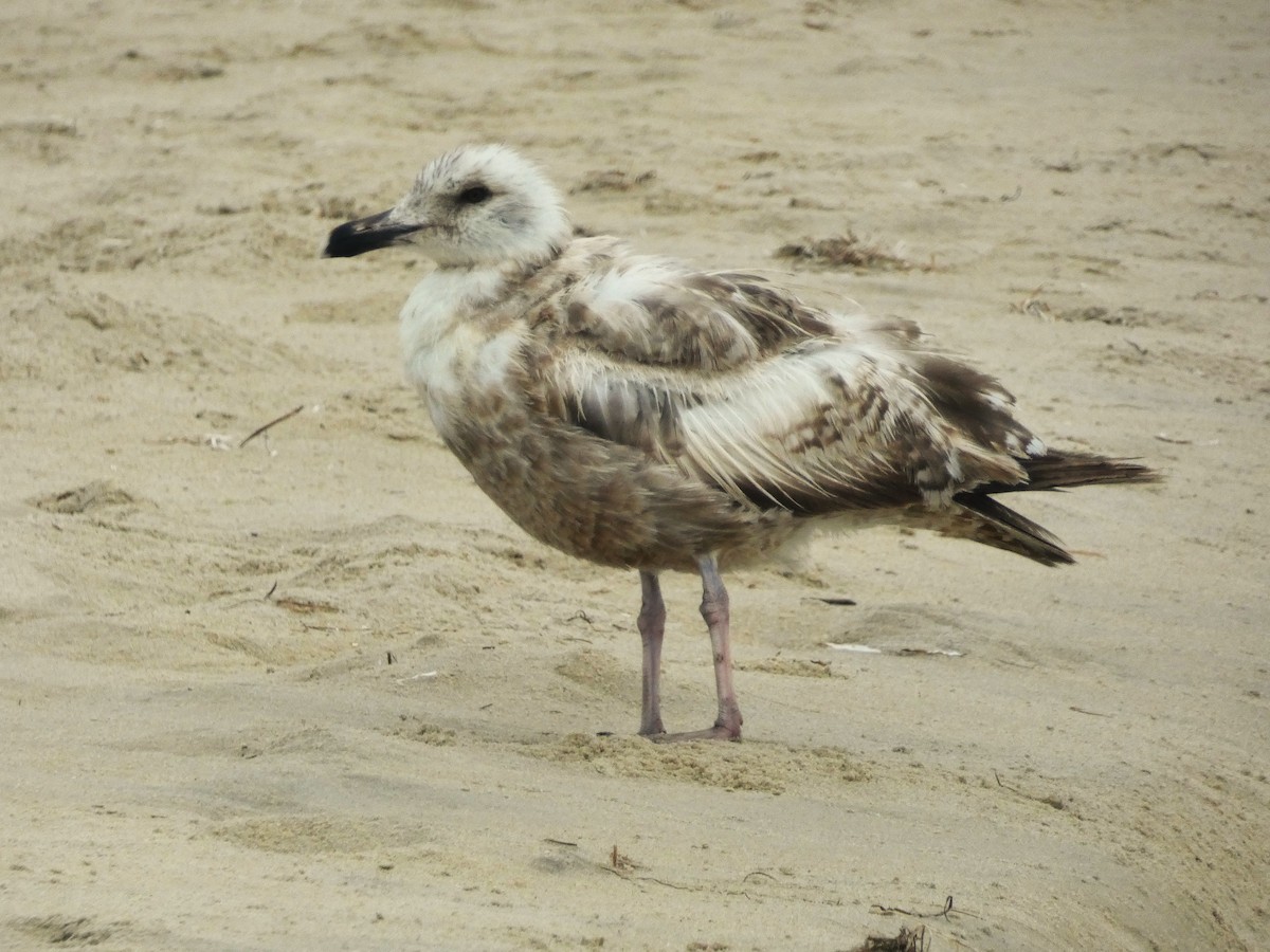 American Herring Gull - ML638954837