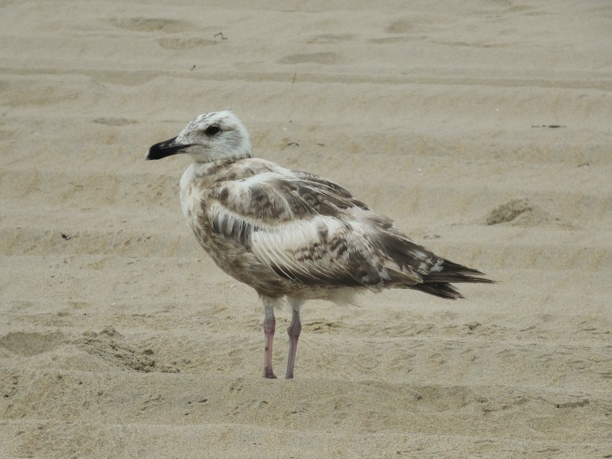 American Herring Gull - ML638954838