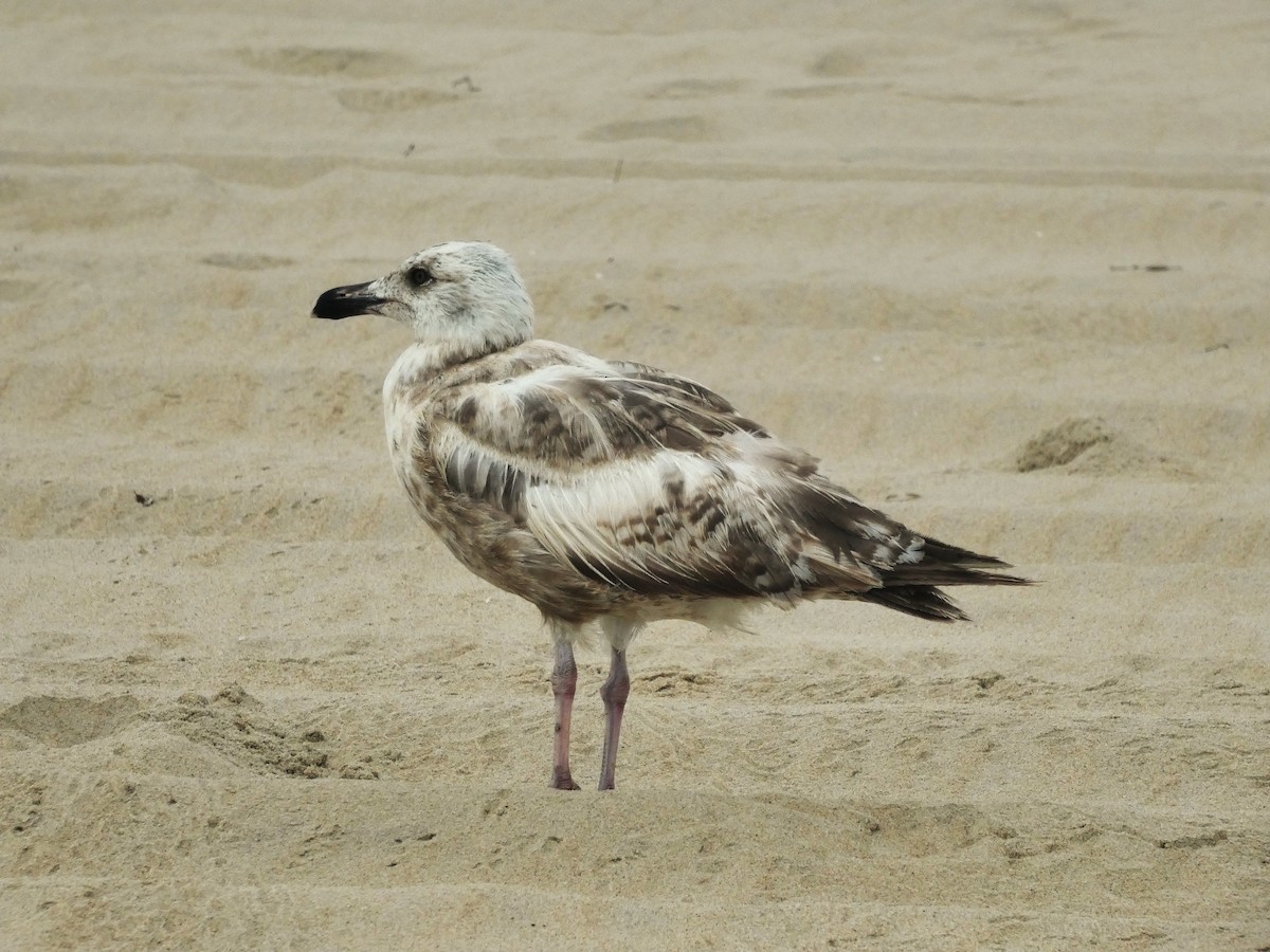 American Herring Gull - ML638954839
