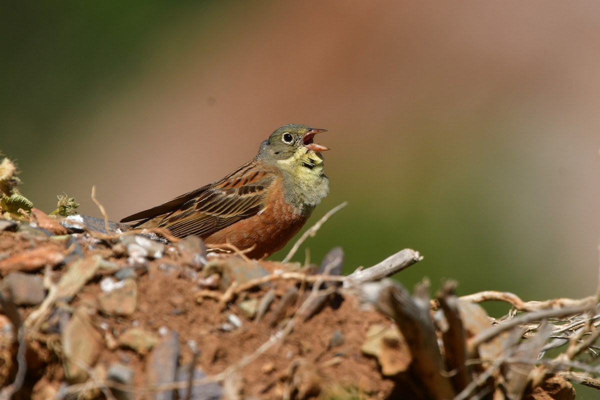 Ortolan Bunting - ML638954841