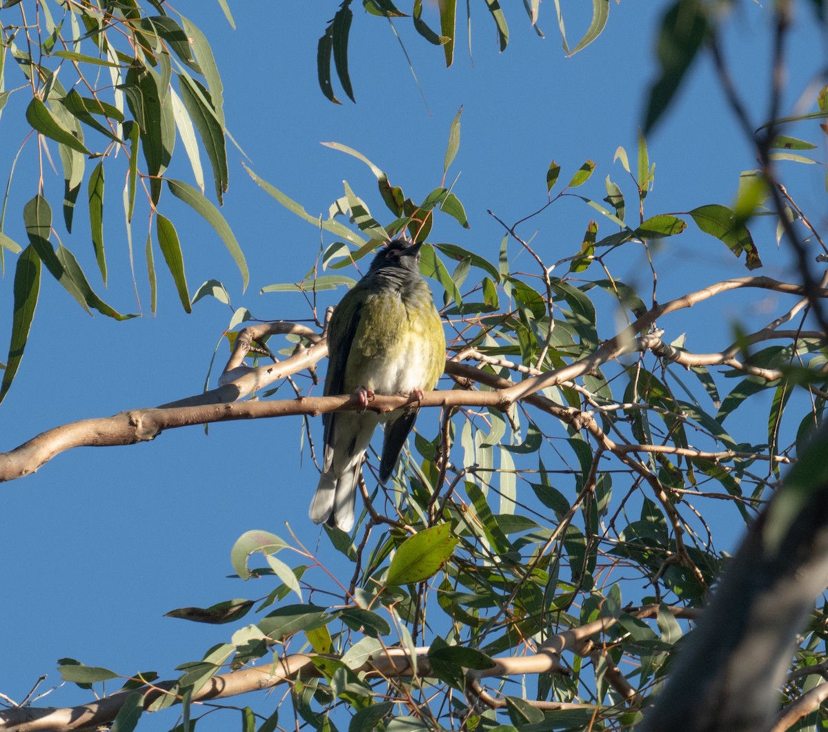 Australasian Figbird - ML638954844