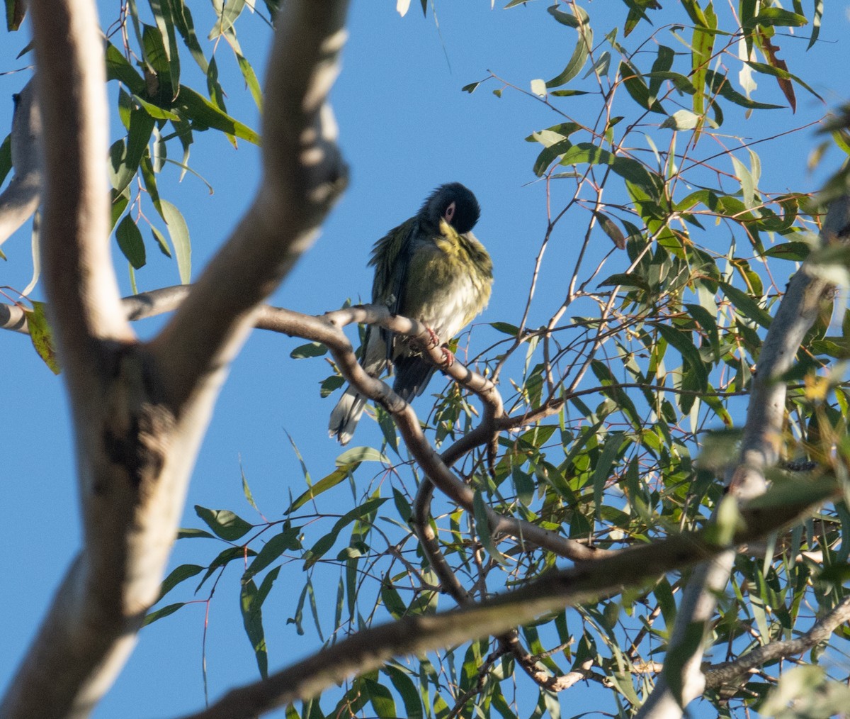 Australasian Figbird - ML638954845