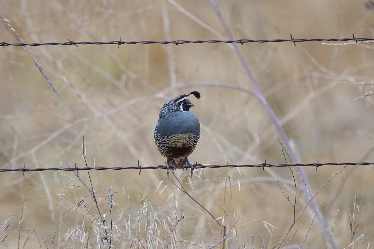 California Quail - ML638954850