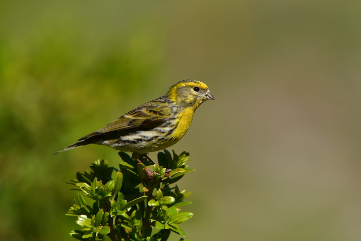 European Serin - ML638954852