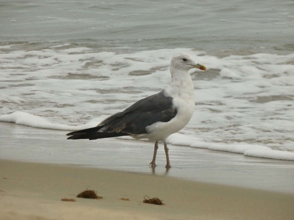 Lesser Black-backed Gull - ML638954853