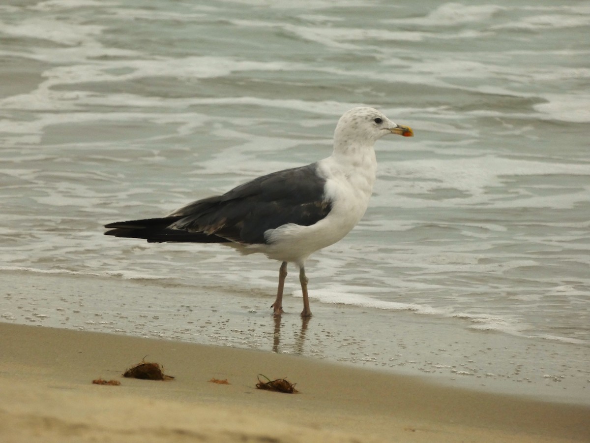 Lesser Black-backed Gull - ML638954855