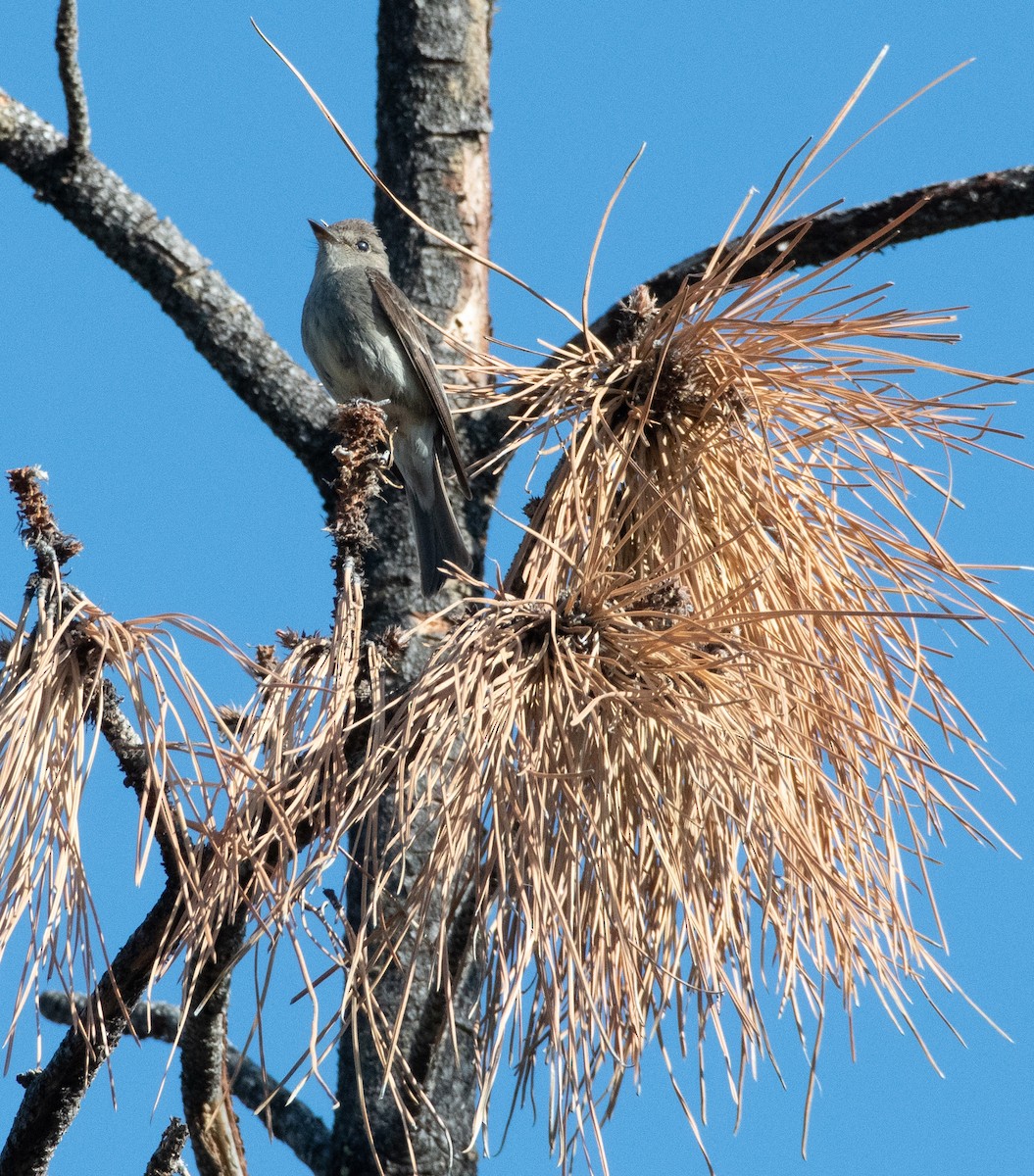 Western Wood-Pewee - ML638954856
