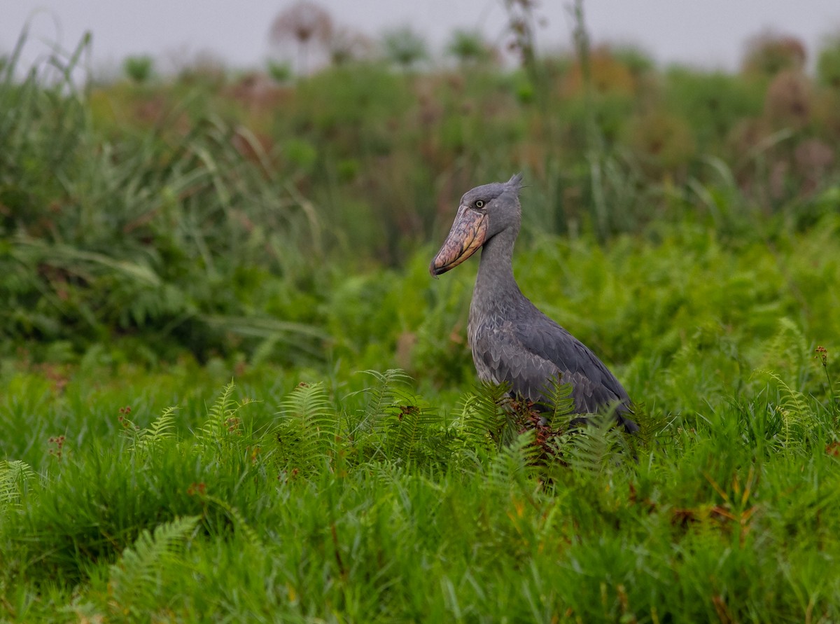 Shoebill - ML638954857