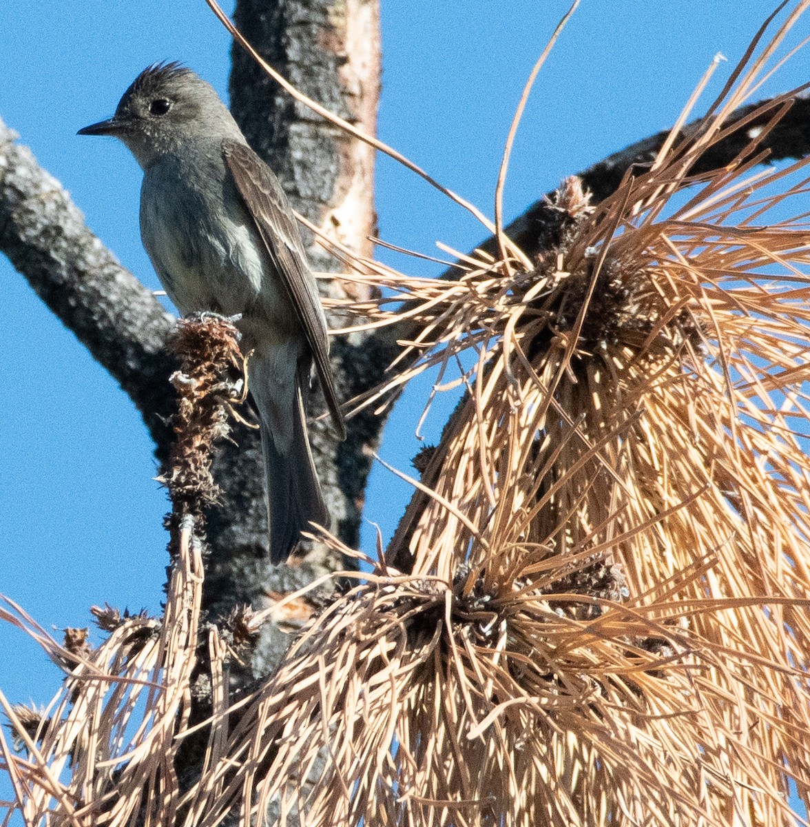 Western Wood-Pewee - ML638954858