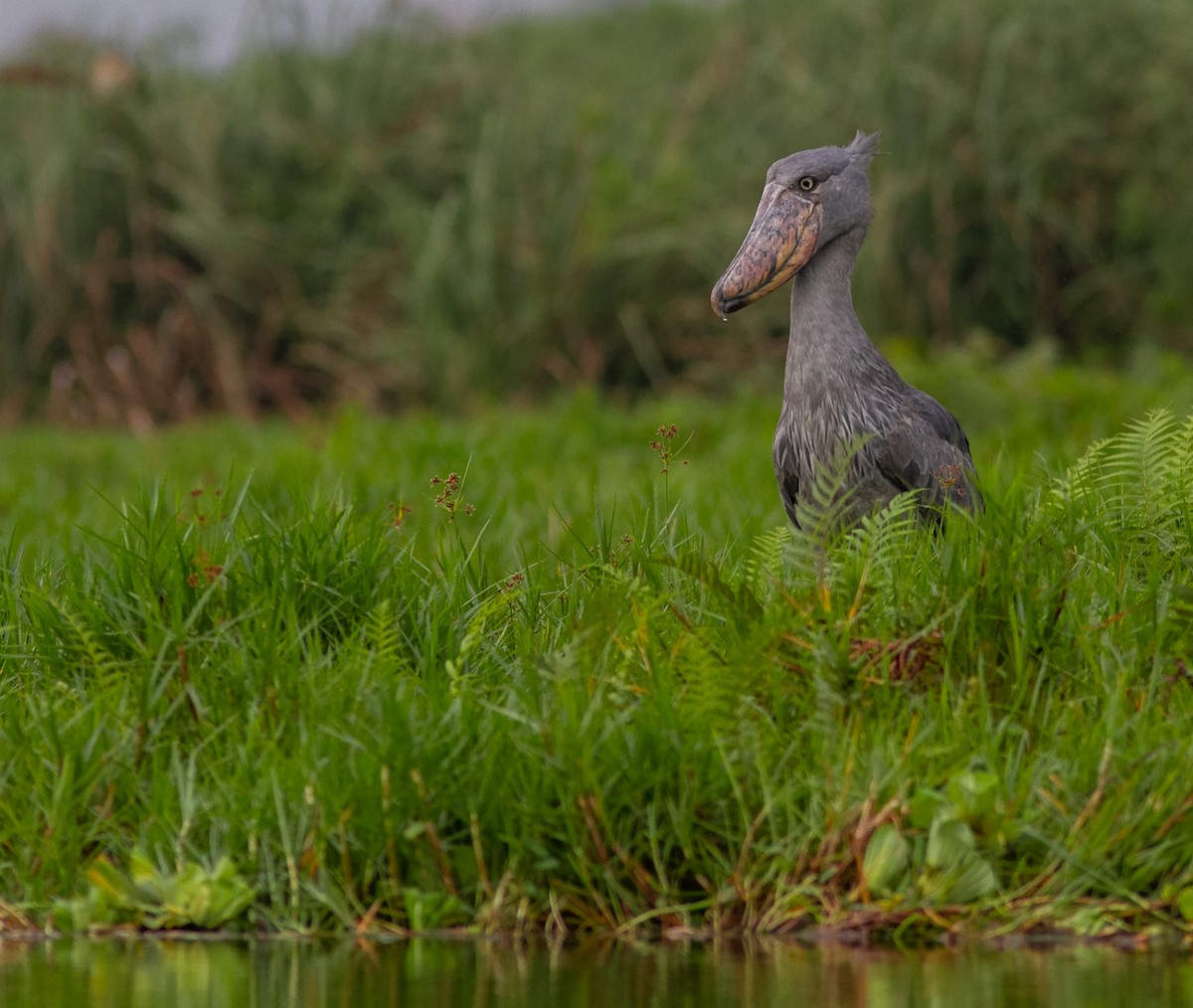 Shoebill - ML638954860