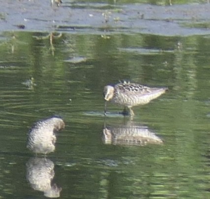 Stilt Sandpiper - ML638954862
