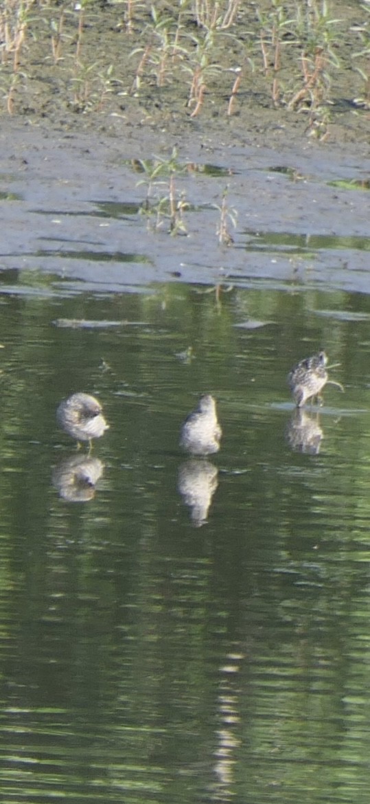 Stilt Sandpiper - ML638954863
