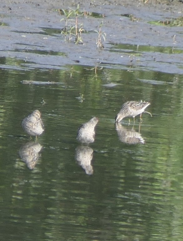 Stilt Sandpiper - ML638954864