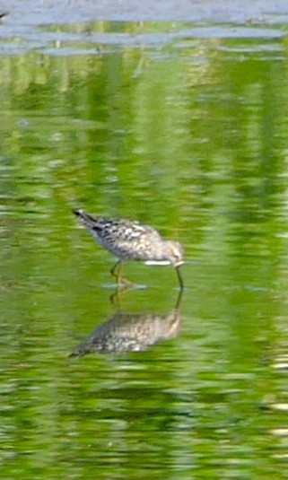 Stilt Sandpiper - ML638954865