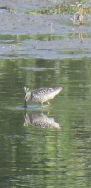 Stilt Sandpiper - ML638954866