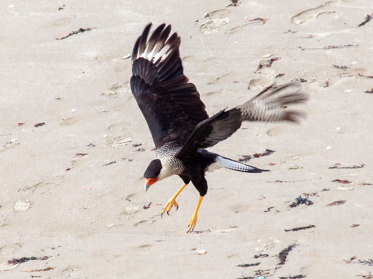 Caracara Carancho (norteño) - ML638954867