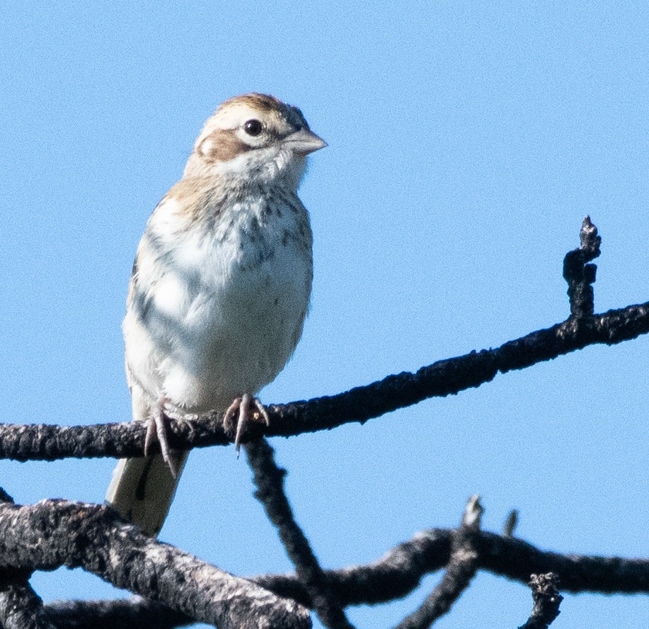 Lark Sparrow - ML638954869