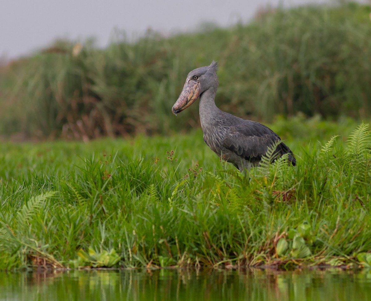 Shoebill - ML638954880
