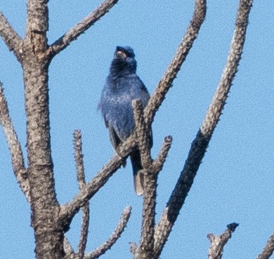 Blue Grosbeak - ML638954883