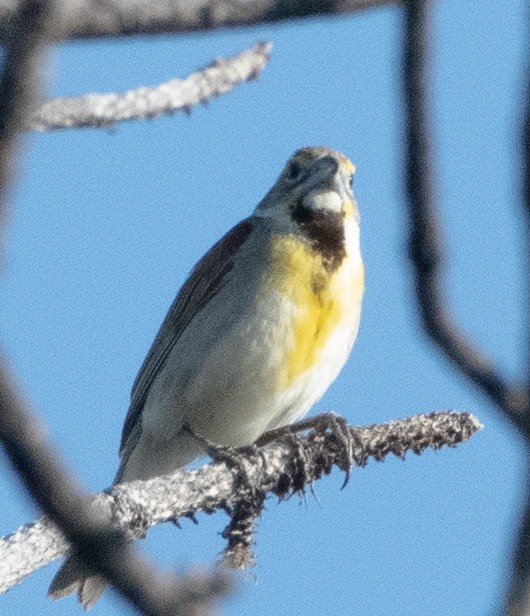 Dickcissel - ML638954898