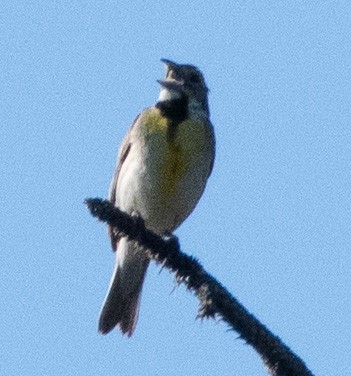 Dickcissel - ML638954909