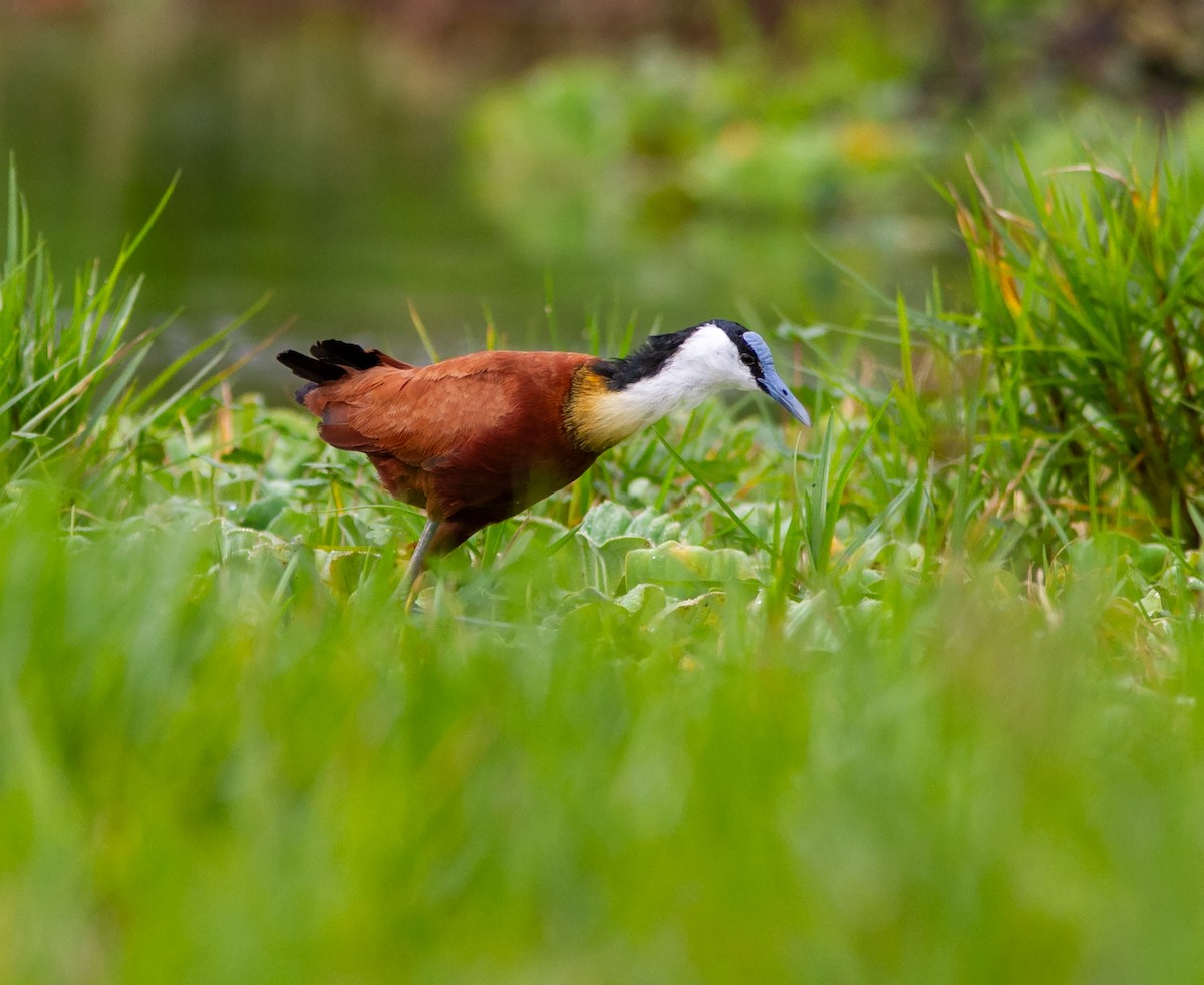 African Jacana - ML638954910