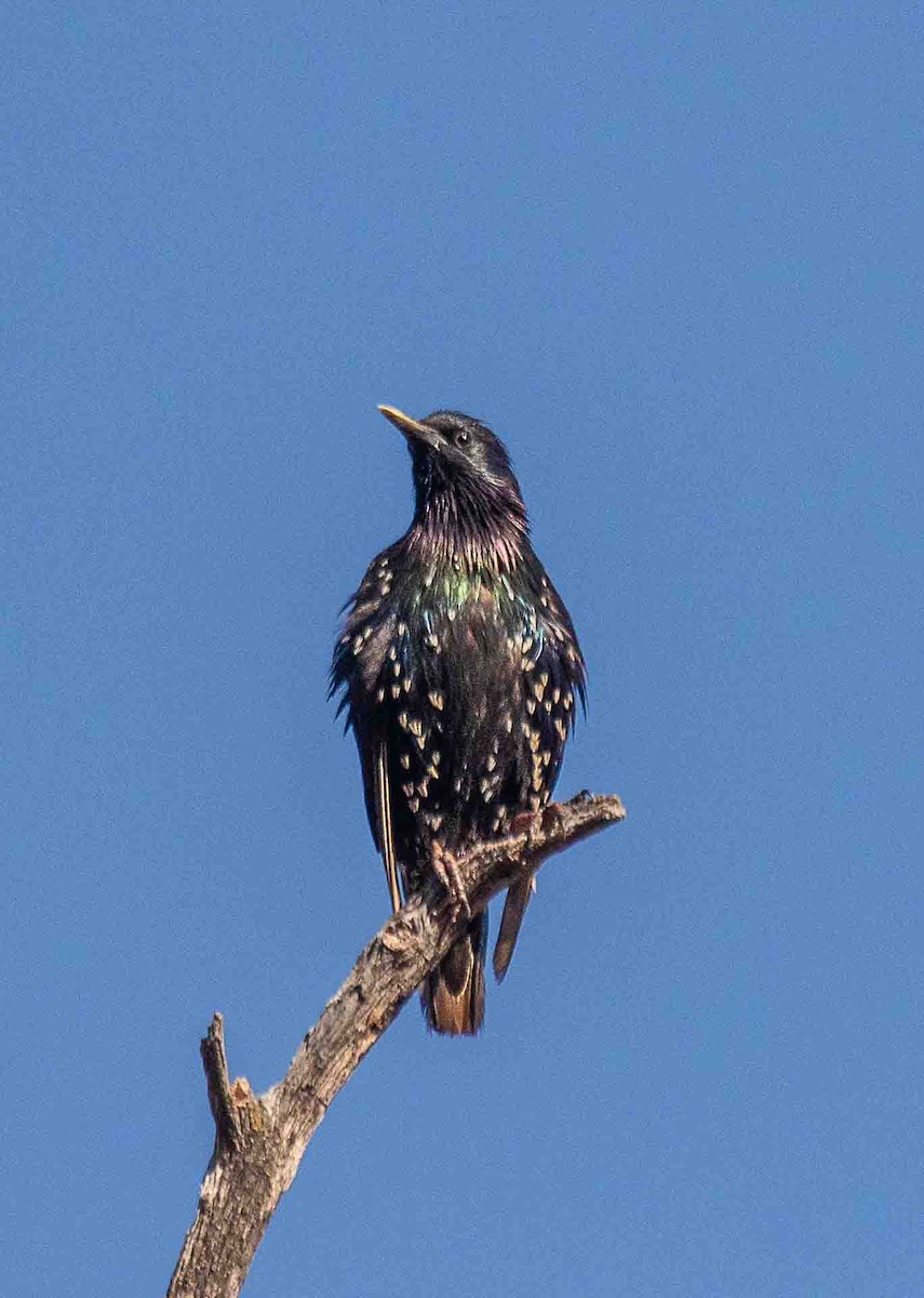 European Starling - ML638954911
