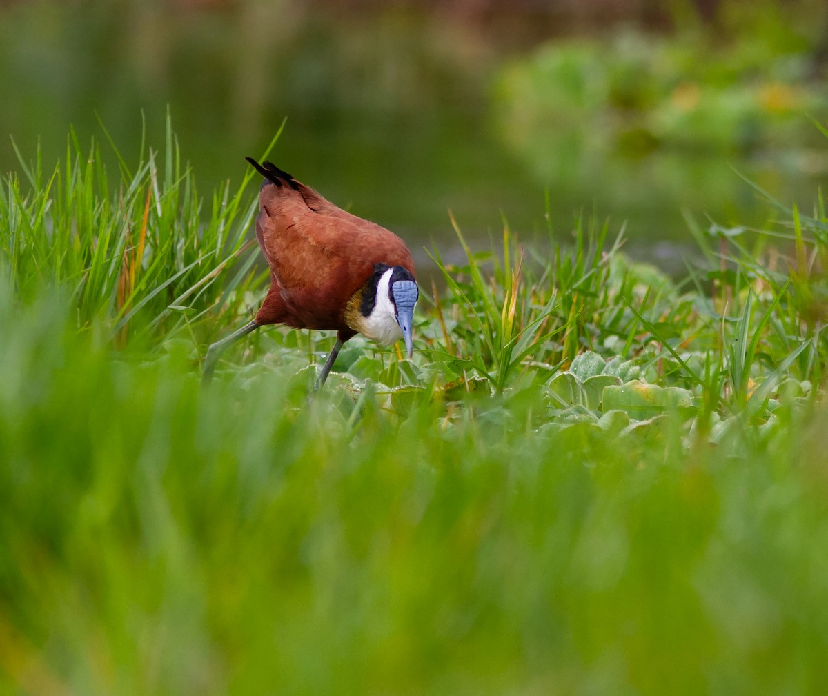 African Jacana - ML638954915