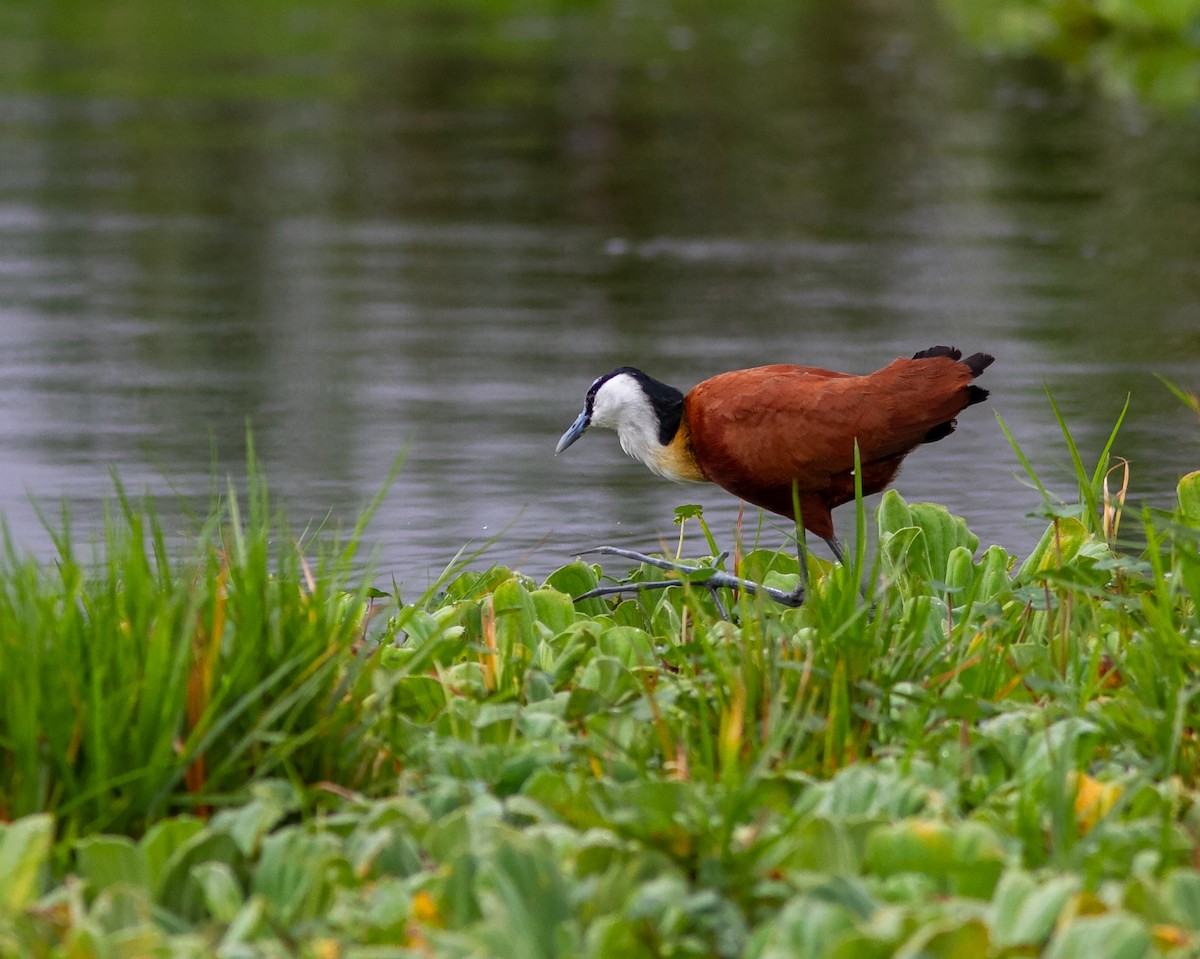 African Jacana - ML638954916