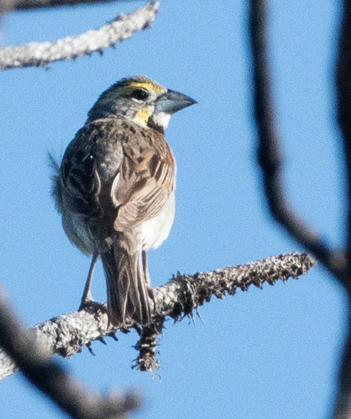 Dickcissel - ML638954919