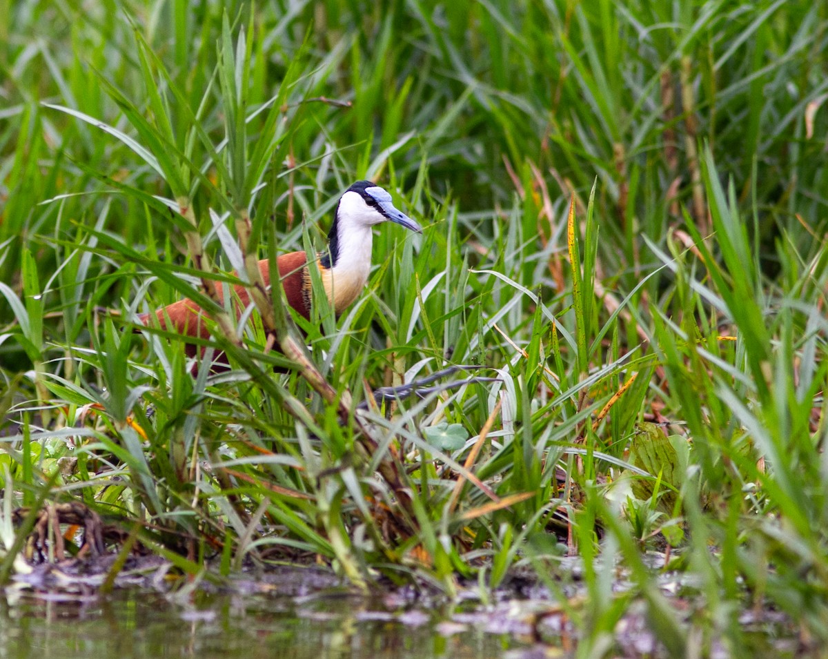 African Jacana - ML638954924