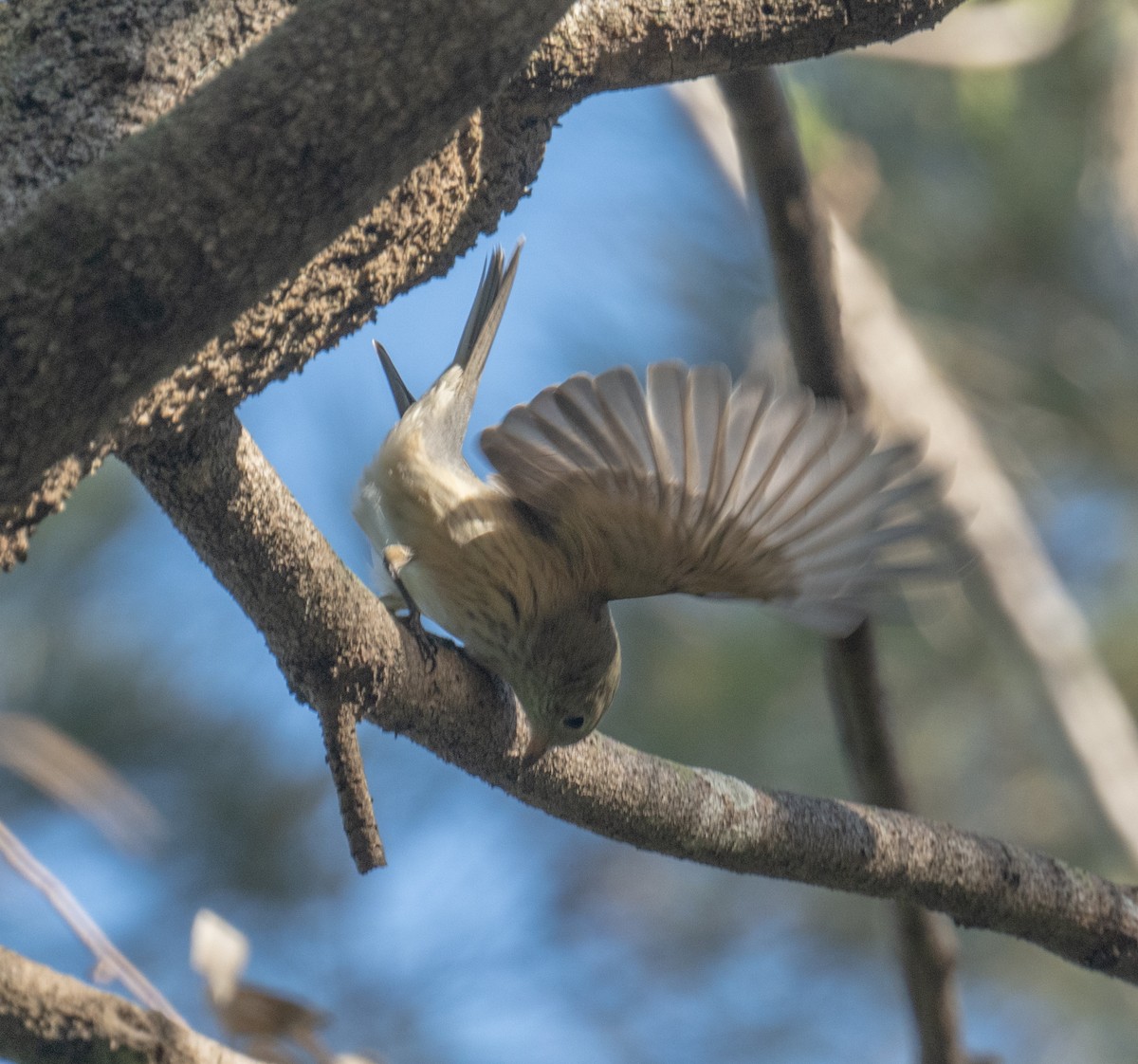 アカハラモズヒタキ - ML638954929