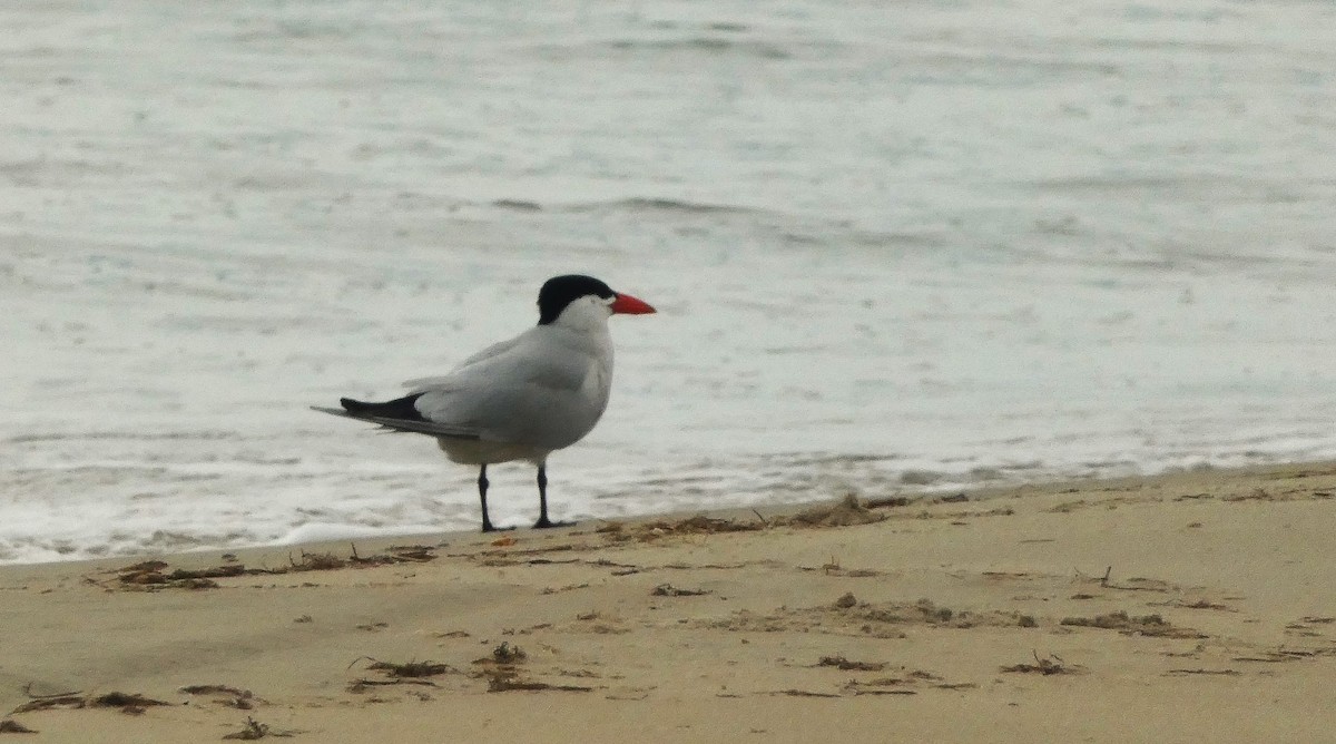 Caspian Tern - ML638954959