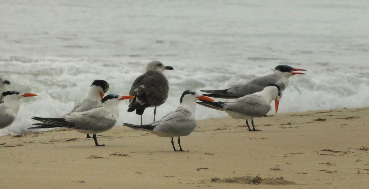 Royal Tern - ML638954968