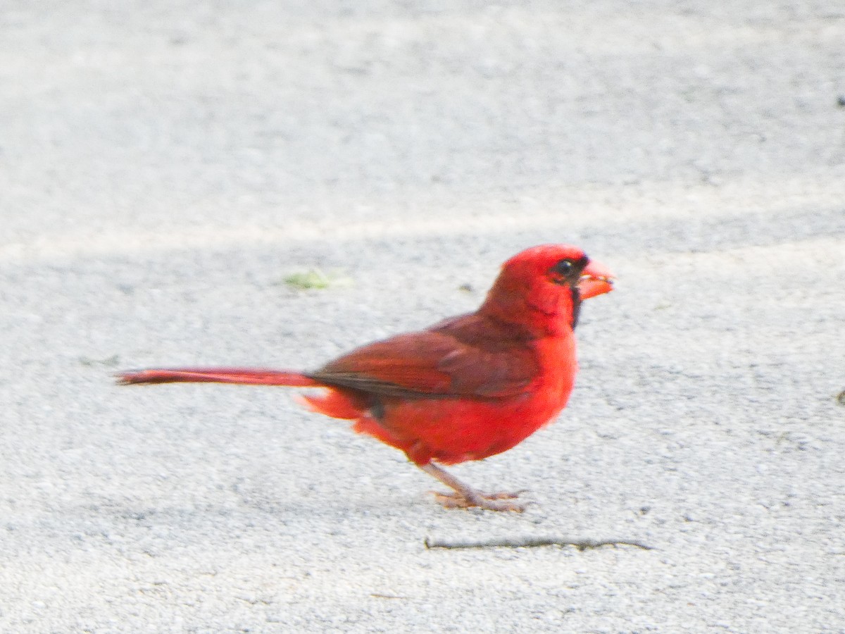 Cardinal rouge - ML638955010